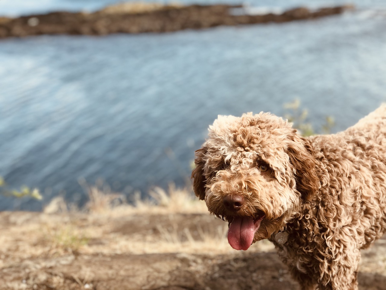 Lagotto Romagnolo: chi è, storia e caratteristiche