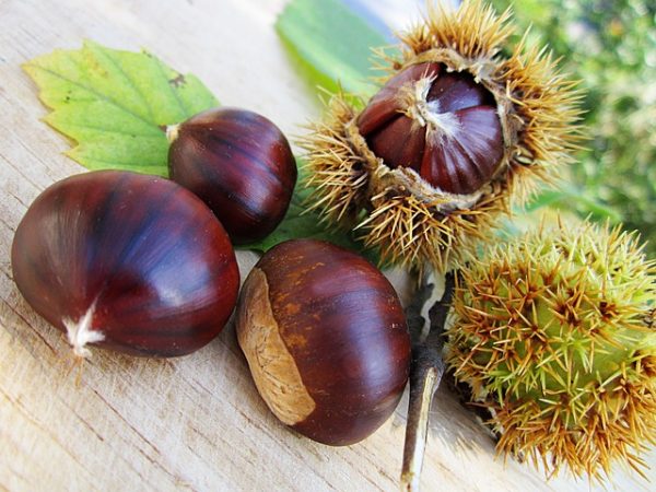 Le castagne alimento della salute