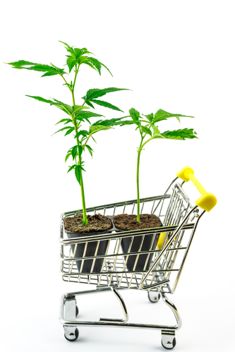 Comprare Cannabis online "che passione"!