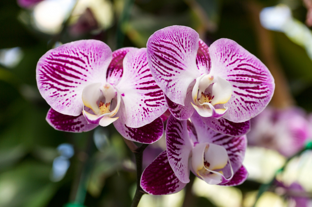 Orchidea Come curarla